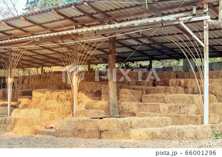 Piled stacks of dry straw collected for animal feed. Dry baled hay bales stack. Piled stacks of dry straw collected for animal feed. Dry baled hay bales stack. 66001296