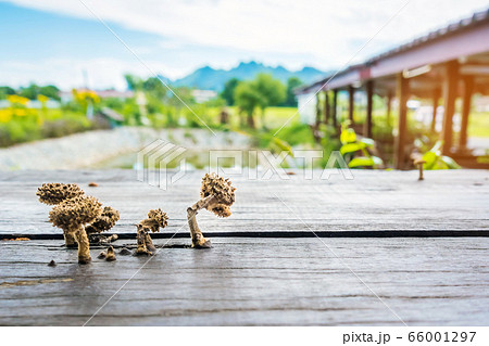 Small mushrooms are growing on wooden planks to make a table during hot and humid weather. Small mushrooms are growing on wooden planks to make a table during hot and humid weather. 66001297
