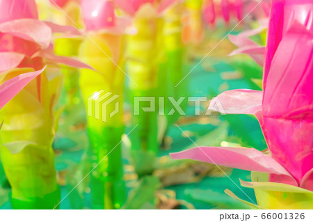 Recycled colorful plastic flowers made from plastic bottles to decorate as flowers in the garden. Plastic bottle recycled. Recycled colorful plastic flowers made from plastic bottles to decorate as flowers in the garden. Plastic bottle recycled. 66001326