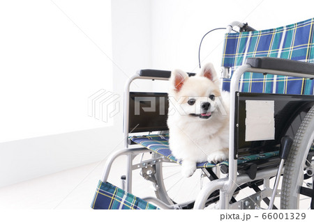 車椅子に乗るかわいい犬の写真素材