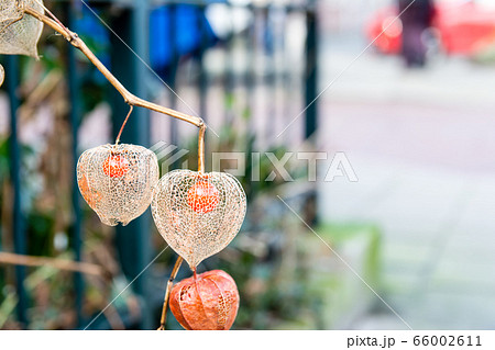 周りが白くなったほうずきの写真素材