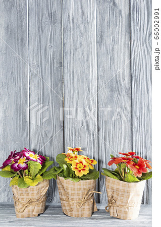 primroses are the first flowers that bloom in 66002991