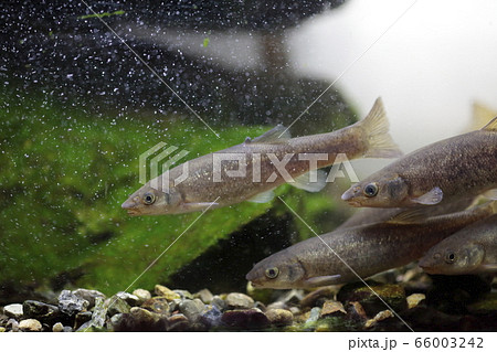 タカハヤ 66003242