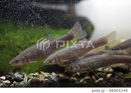 タカハヤ 66003246