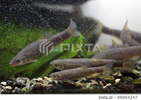 タカハヤ タカハヤ 66003247