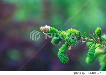 close spruce branch with young green sprouts close spruce branch with young green sprouts 66003248