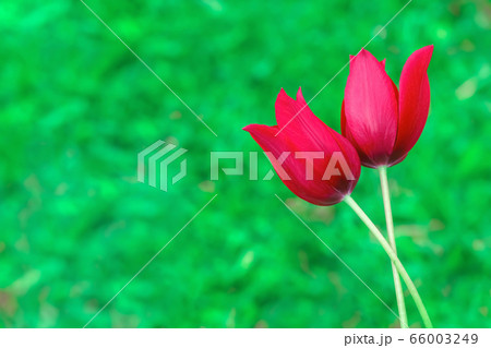 red tulips against the background of green grass red tulips against the background of green grass 66003249