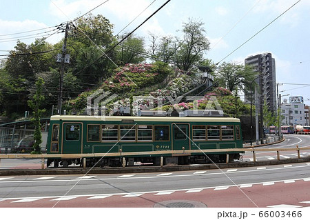 飛鳥山のつつじと路面電車 66003466