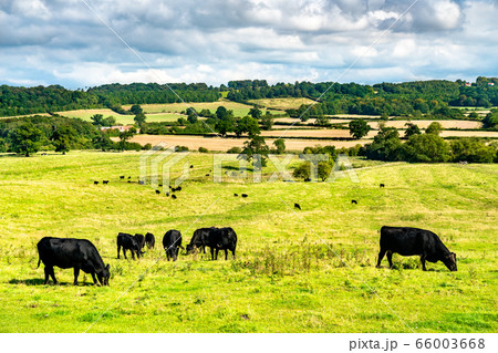 Grazing cows on a meadow in England 66003668