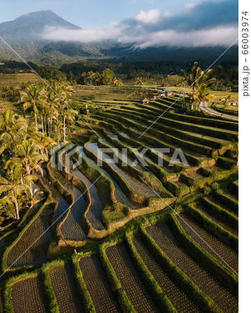 Jatiluwih rice terraces at sunrise in Bali, Indonesia 66003974