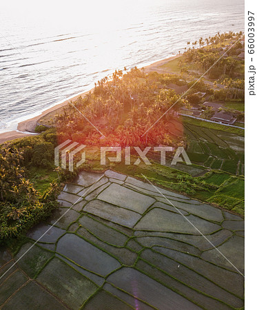Aerial view of a ricefield in Canggu, Bali 66003997