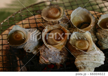 サザエのつぼ焼きを炭火を入れた七輪で焼いているところ 66004022