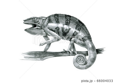 Chameleon On A Branch Graphic Illustration のイラスト素材
