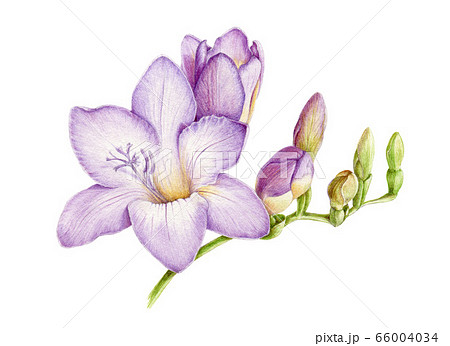 Violet Fresh Freesia Watercolor Illustration のイラスト素材