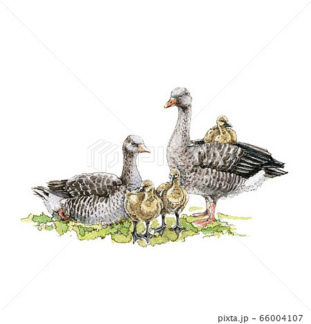 Goose birds watercolor illustration. 66004107
