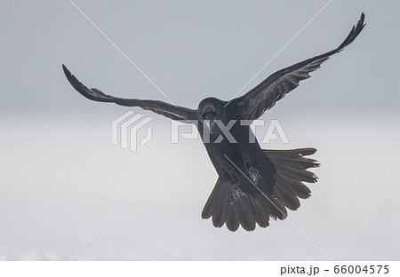 Common Raven (Corvus corax) 66004575