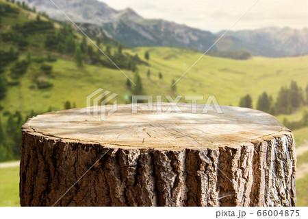 Empty tree trunk for display montags Empty tree trunk for display montags 66004875