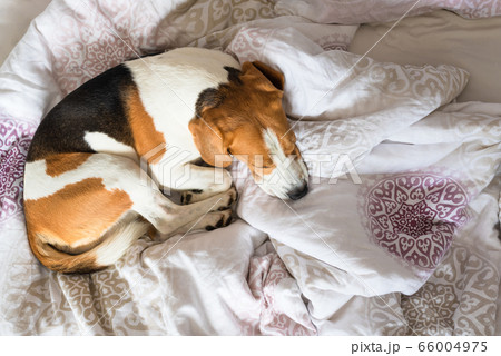 Beagle dog sneaks to his owner bed when no one Beagle dog sneaks to his owner bed when no one 66004975