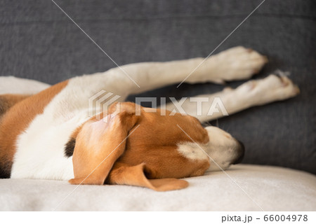 Beagle dog falling asleep and take some rest in Beagle dog falling asleep and take some rest in 66004978