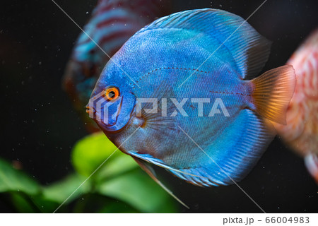 Blue vibrant discus fish in a fishtank. Blue vibrant discus fish in a fishtank. 66004983