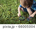 Happy little boy exploring nature with magnifying 66005004