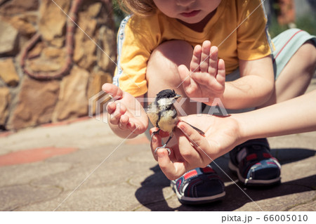 little boy is playing with a chick at the day little boy is playing with a chick at the day 66005010