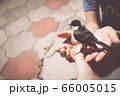 little boy is playing with a chick at the day 66005015