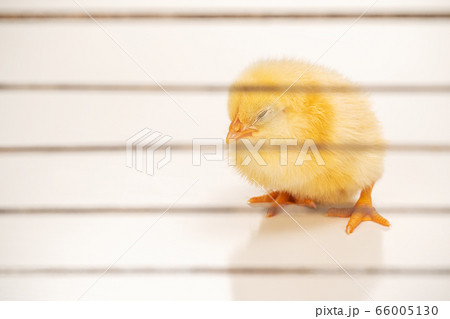 yellow chick behind bars 66005130