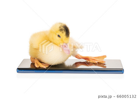 little duckling on the phone 66005132