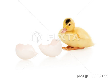 duckling hatched from an egg duckling hatched from an egg 66005133