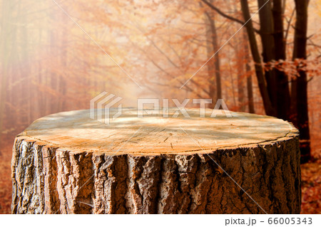 Empty tree trunk for display montags Empty tree trunk for display montags 66005343