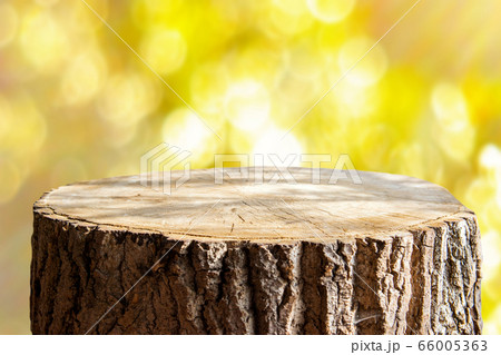 Empty tree trunk for display montags 66005363