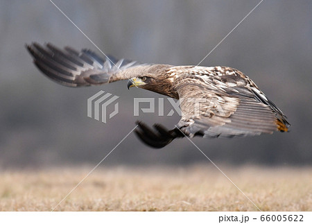 White tailed Eagle (Haliaeetus albicilla) 66005622