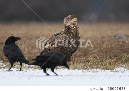 White tailed Eagle (Haliaeetus albicilla) White tailed Eagle (Haliaeetus albicilla) 66005623