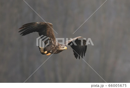 White tailed Eagle (Haliaeetus albicilla) White tailed Eagle (Haliaeetus albicilla) 66005675