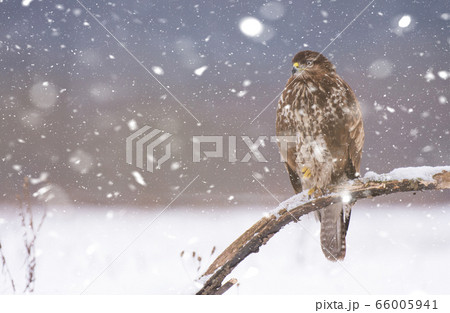 Common buzzard (Buteo buteo) Common buzzard (Buteo buteo) 66005941