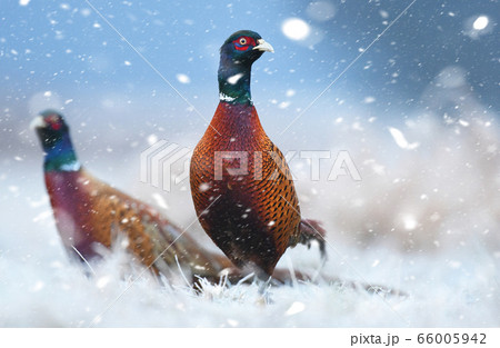 Ringneck Pheasant (Phasianus colchicus) Ringneck Pheasant (Phasianus colchicus) 66005942