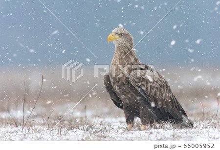 White tailed eagle (Haliaeetus albicilla) in 66005952