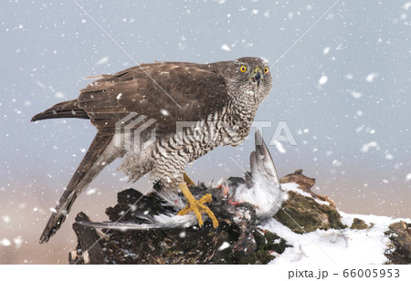 Northern goshwak (Accipiter gentilis) 66005953