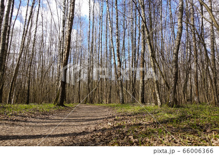 High birch trees - early spring in the forest - High birch trees - early spring in the forest - 66006366