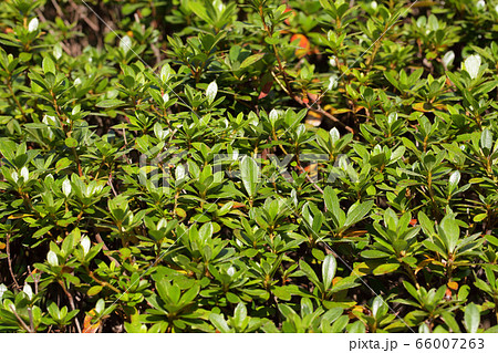 サツキツツジの若葉 66007263