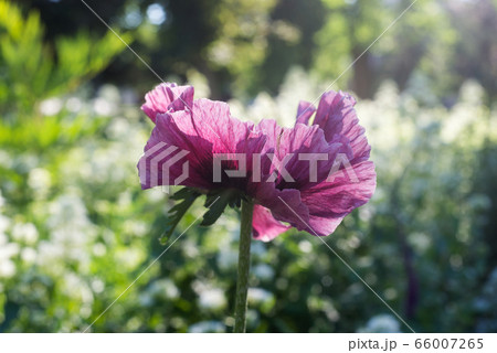 closeup of purple poppy in public garden  66007265