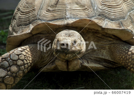 ケヅメリガメ ケヅメリガメ 66007419