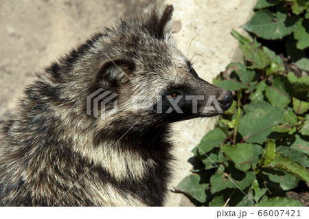 ホンドタヌキ ホンドタヌキ 66007421