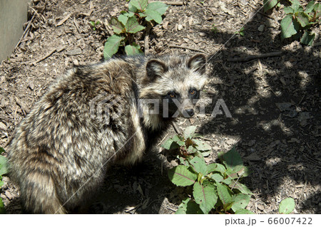 ホンドタヌキ ホンドタヌキ 66007422