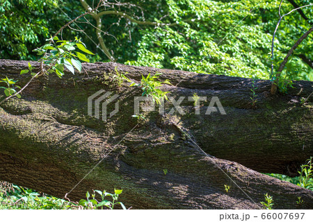 倒壊エドヒガンザクラ ひこばえ 北本自然観察公園 埼玉県北本市の写真素材