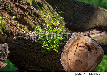 倒壊エドヒガンザクラ　ひこばえ　北本自然観察公園　埼玉県北本市 66007733