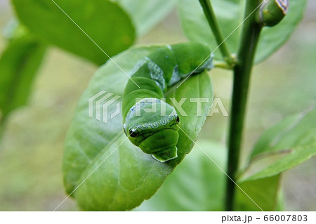 アゲハ(ナミアゲハ)の幼虫 アゲハ(ナミアゲハ)の幼虫 66007803