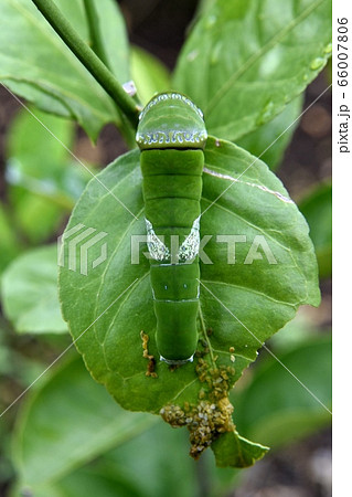 アゲハ(ナミアゲハ)の幼虫 臭角 アゲハ(ナミアゲハ)の幼虫 臭角 66007806