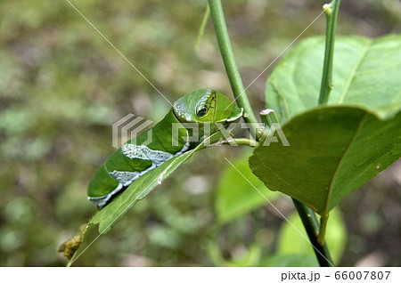 アゲハ(ナミアゲハ)の幼虫 アゲハ(ナミアゲハ)の幼虫 66007807